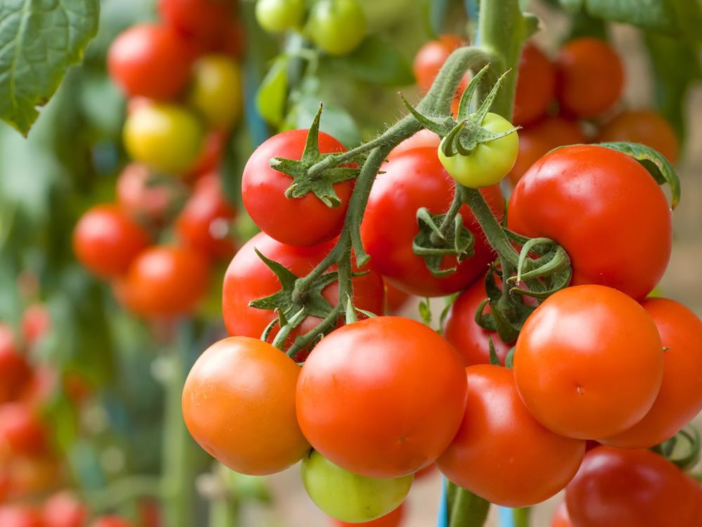 Как выращивать органические помидоры*